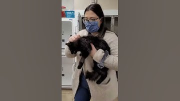 Penn Foster Externship 1 Skill 9 removing a cat from an upper cage