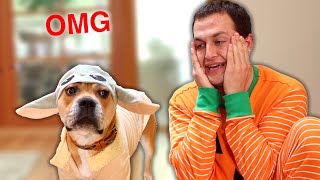 My Dog Tries on Halloween Costumes