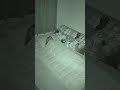 Why are the dolls back on the shelf? #Shorts #Cat #Glitch