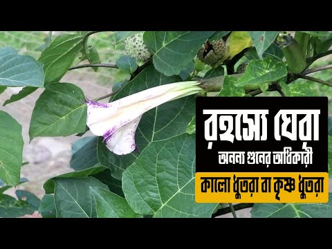 ভিডিও: হেনবেন