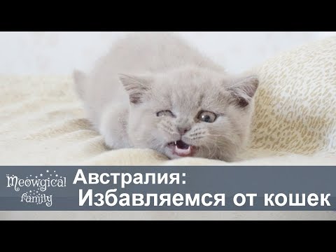 Истребление кошек в Австралии