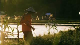 Cinematic Petani Disawah // Footage Video Gratis // Free Download @CinematicNCR