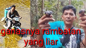 serunya mikat rambatan bersama master pikat Amatir di bukit Riau