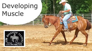 Mastering the Horse Backup: A Step-by-Step Training Guide