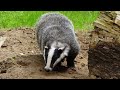 50 fascinating fast facts about honey badgers