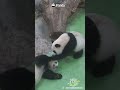 The Softest Panda Fight Ever | iPanda #shorts
