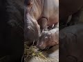 Baby Hippo Delights Cincinnati Zoo Staff