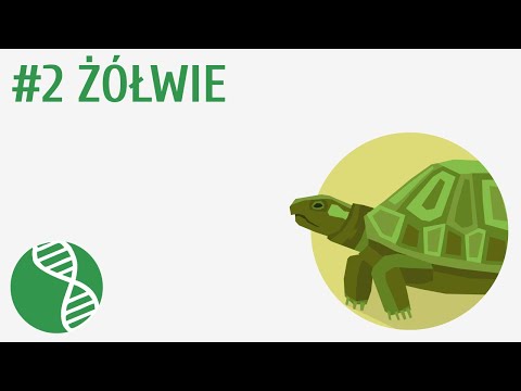 Wideo: Jak żółw oddycha pod wodą