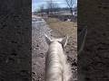 This is me and Clyde’s riding journey. Saddle up and enjoy!! #
