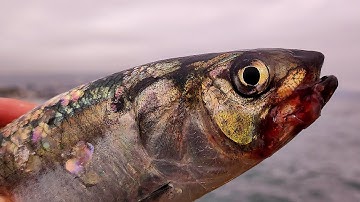 Морская Рыбалка в Крыму.  Два Дня Ловля Саргана и Селедки на Пилькер  в Черном Море с берега