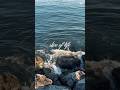 #beach #summer #vlog #diaries #aesthetic #sunset #blue 🌊