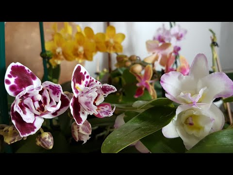 Video: Dendrobium Phalaenopsis орхидеясы (23 сүрөт): гүлдүн сыпаттамасы, үйдө багуу, көбөйтүү ыкмалары