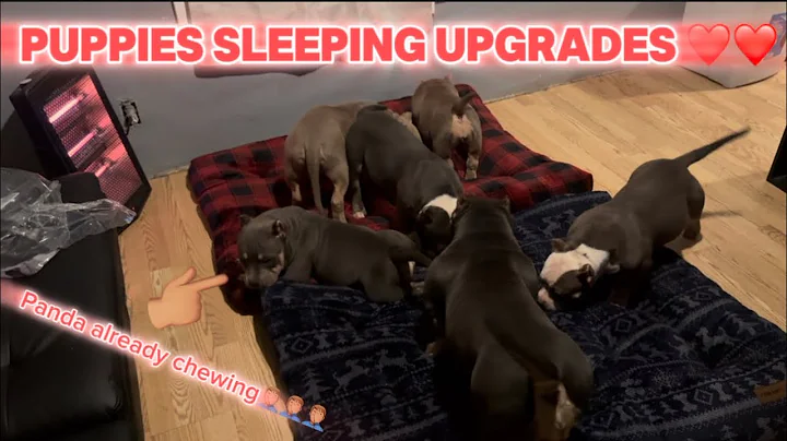 BOUGHT THE PUPPIES LIL BEDS❤️ #funny #americanbully #puppies #viral #pup #puppy#pups #pup #bully