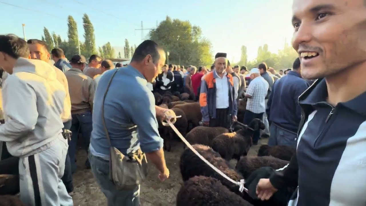 ANGREN MOL BOZORI QOYLAR QATOR 11.09.25 fermeruz 