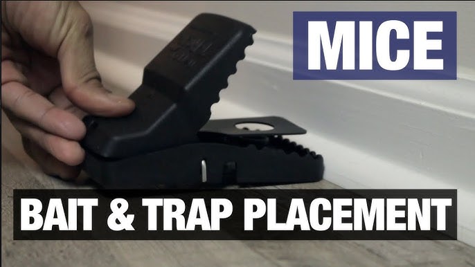 How to set and place a mouse trap – NIPCAM