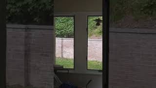 window into flying bird