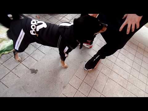 <strong>한옥마을에서</strong> 만난 귀여운  강아지.Cute dog...Jeonju Hanok village .전주한옥마을 . Jeonju . 全州.  North Jeolla .   KOREA.