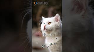 Download Lagu supart machinery turbos cat talkshow #supart #turbo #cat #pet #funny #talkshow #spares MP3 Download Lagu supart machinery turbos cat talkshow #supart #turbo #cat #pet #funny #talkshow #spares MP3