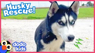 Scared Dog Stuck On A Pond Turns Into A Happy Tail-Wagger | Dodo Kids | Rescued!