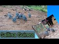 Gallina Guinea |numida meleagris| cokena-cocona-gallineta