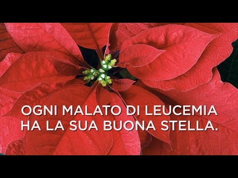 Stella Di Natale Ail.Tornano Le Stelle Di Natale Ail 2019 6 7 E 8 Dicembre In Tutte Le Piazze Italiane Youtube