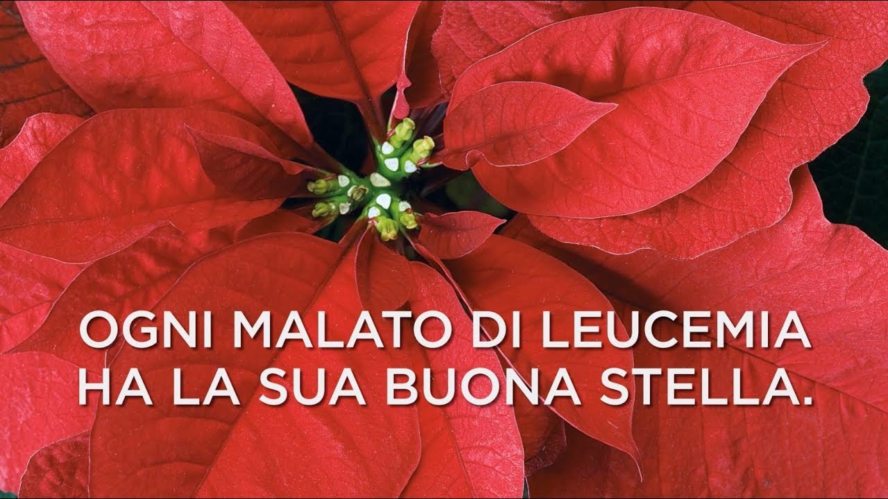 Stella Di Natale Airc.Tornano Le Stelle Di Natale Ail 2019 6 7 E 8 Dicembre In Tutte Le Piazze Italiane Youtube