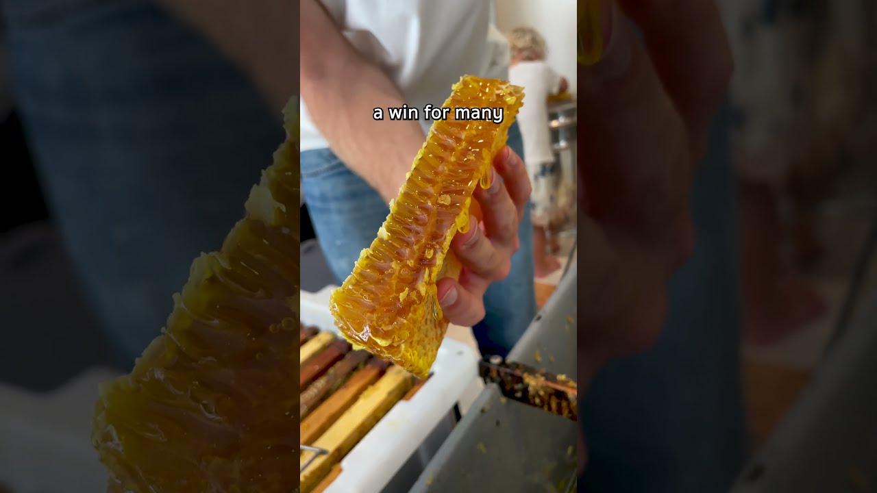 It Doesn T Get Better Than This Shorts Beekeeping Honey Honeycomb Beekeeper Honeybees Bees
