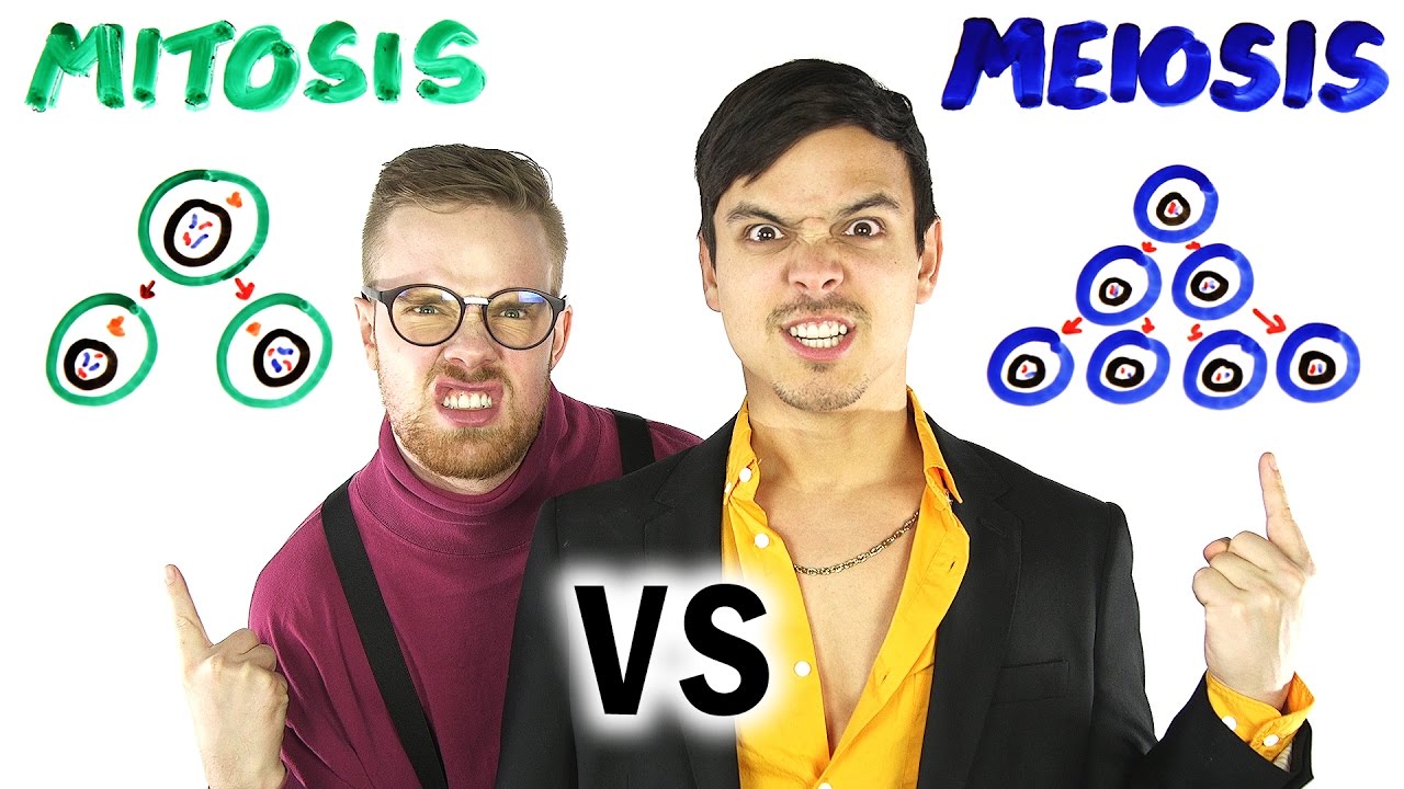 Mitosis vs Meiosis Rap Battle  SCIENCE SONGS