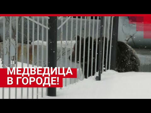 Медведица распугала горожан и попала под автобус