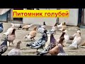 Широкохвостые Бакинские голуби  Велибекова Нурудина!