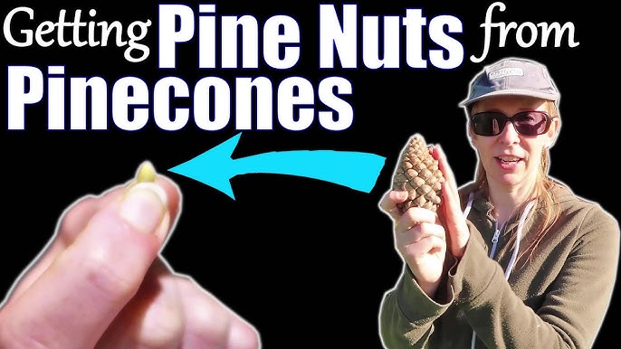 How to Harvest Pine Pollen — Steemit