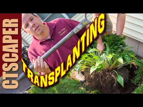 Vídeo: Transplanting A Firebush: aprèn quan trasplantar Firebush Plantes