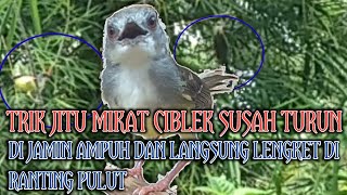 CARA JITU UNTUK MIKAT CIBLEK YG SUSAH TURUN STREEK LANGSUNG BERTUBI TUBI