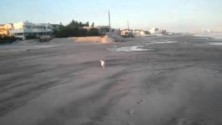 Oliver on the beach