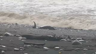 台東南田海豚遭浪打上岸 浪大無法靠近救援