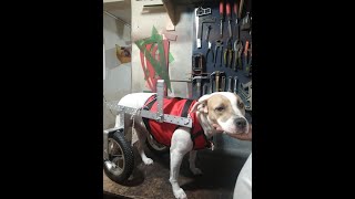 WHEELCHAIR FOR DOGS WITH HIP DYSPLACIA
