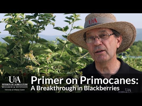 Primer on Primocanes: A Breakthrough in Blackberries