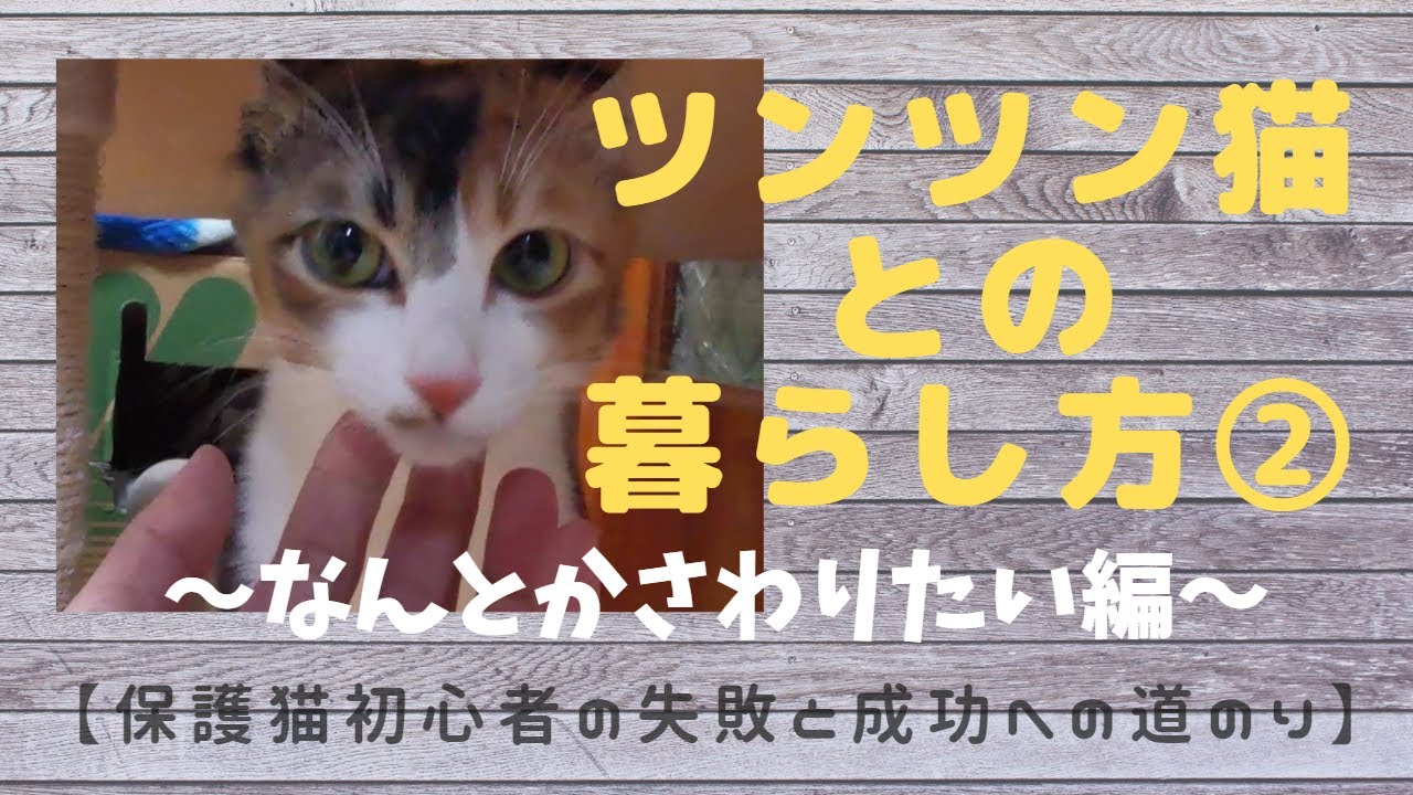 ツンツン保護猫みみちゃんにさわりたい Youtube