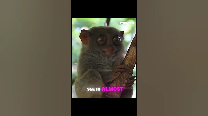 TRUE FACTS ABOUT THE TARSIER #tarsier #shorts #wildlife
