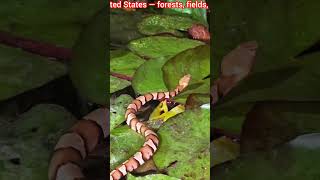 Beautiful Copperhead Snake On Lily Pads