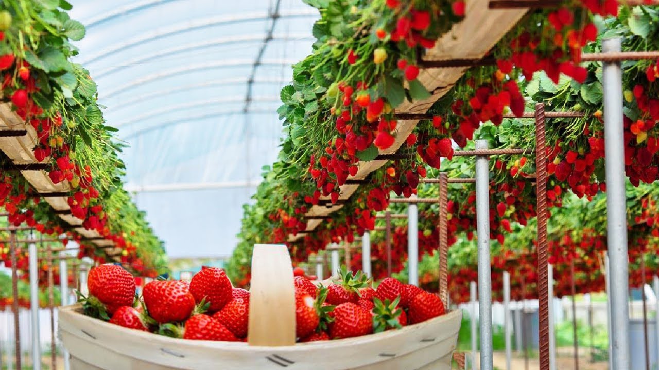 Excellent Hydroponic Cultivation Of Strawberries In A Greenhouse And 