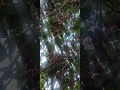 Вишня на межі-хто швидше зірве!