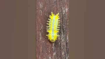 beautiful moth caterpillar with poison sting #shorts #animals