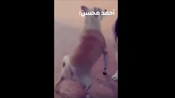 احمد محسن بيو ببيو ببو 