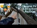 Doug Fir Extraction Action! Removing a tree that fell on a house!