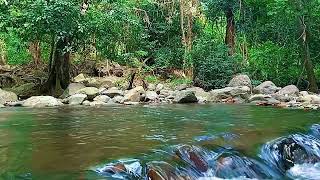 Clear River Water Flow, Relaxing Sound of River Water, for Sleeping, Natural Views, Gentle Water