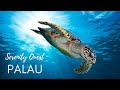 PALAU SHARK SANCTUARY  - PACIFIC OCEAN  BEST DIVING - 4K VIDEO