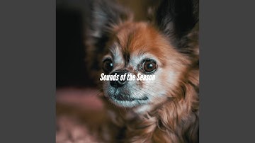 Entertaining Backdrops for Amusing Days