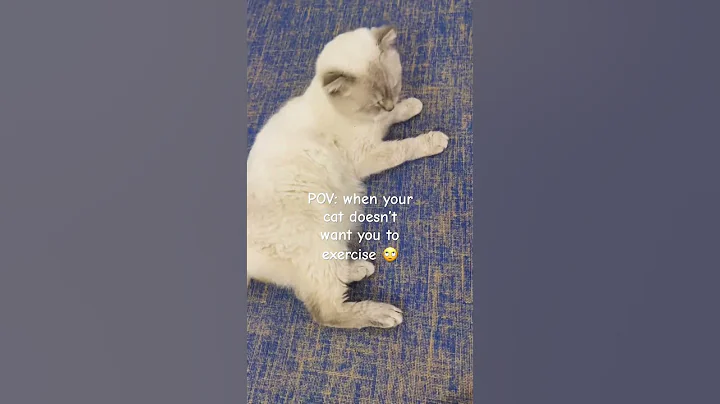 Watch the video about He just wants treats 🙄#mingming #britishshorthair #cats