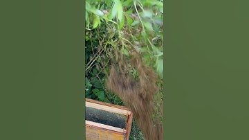Shaking swarm with mom #swarm #beekeeping